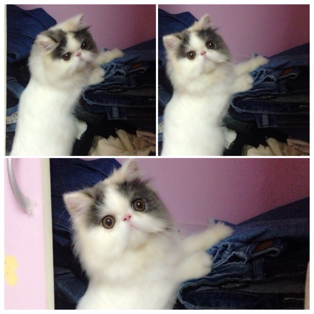 ชมความน่ารักของ มิ้นต์ ชาลิดา กับ เอเลน่า แมวน้อยสุดเลิฟ ชมความน่ารักของ มิ้นต์ ชาลิดา กับ เอเลน่า แมวน้อยสุดเลิฟ