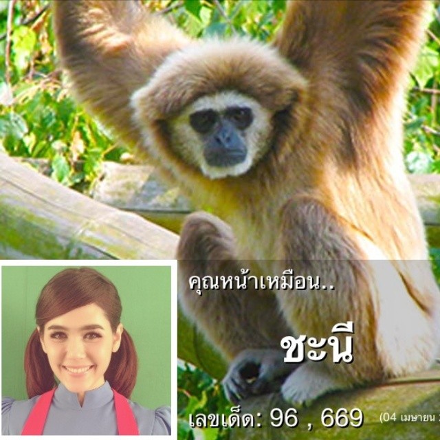 แอพคุณหน้าเหมือนตัวอะไร แอพคุณหน้าเหมือนตัวอะไร