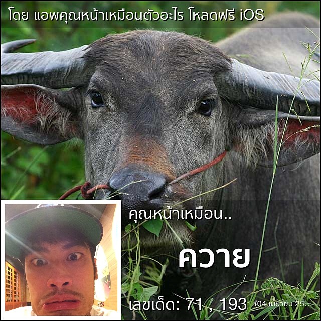 แอพคุณหน้าเหมือนตัวอะไร แอพคุณหน้าเหมือนตัวอะไร