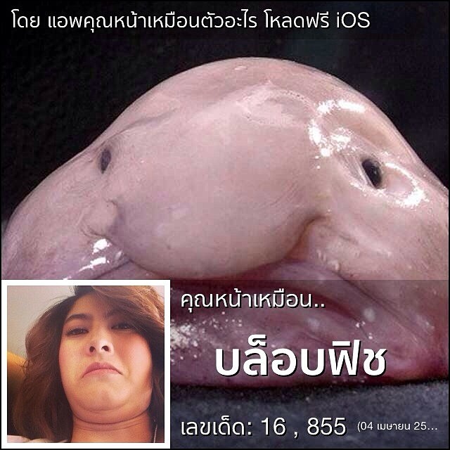 แอพคุณหน้าเหมือนตัวอะไร แอพคุณหน้าเหมือนตัวอะไร