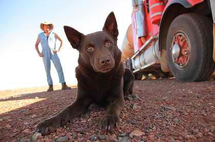 Red Dog