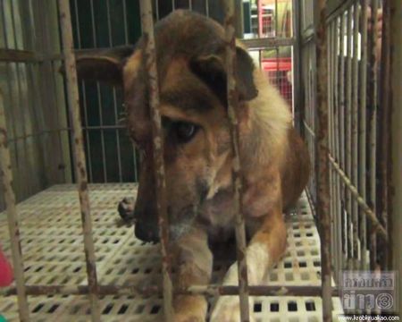 เจ้าจิ๋ว