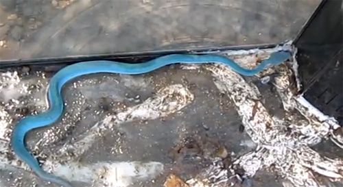 งูประหลาดสีฟ้า