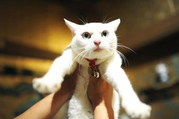 neko zamurai neko zamurai