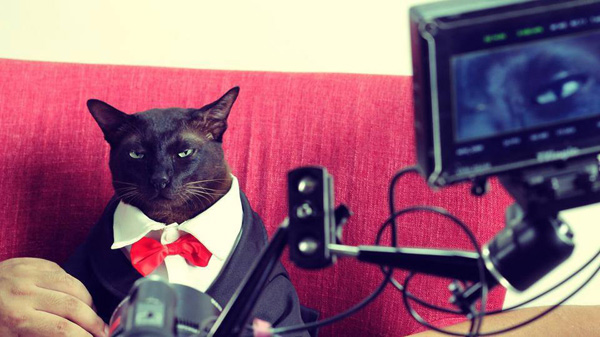 Cat อ่ะ แว๊บ