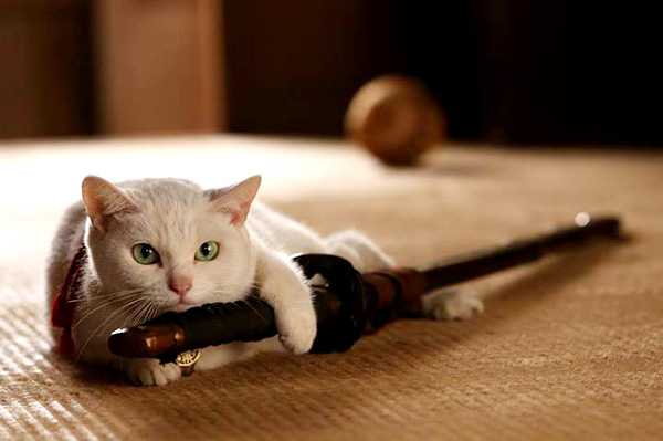 neko zamurai neko zamurai