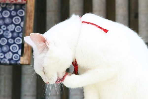 neko zamurai neko zamurai