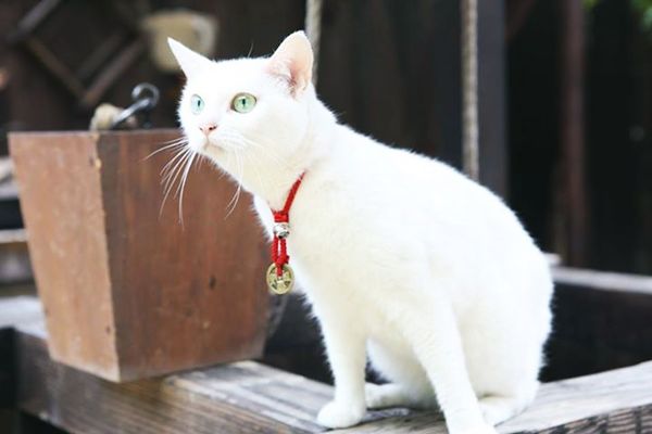 neko zamurai neko zamurai