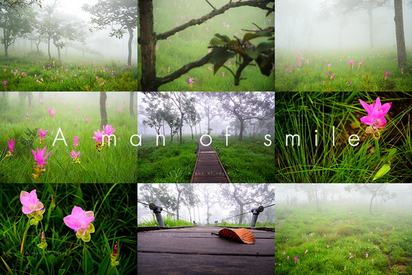ทุ่งดอกกระเจียว อุทยานแห่งชาติป่าหินงาม ทุ่งดอกกระเจียว อุทยานแห่งชาติป่าหินงาม