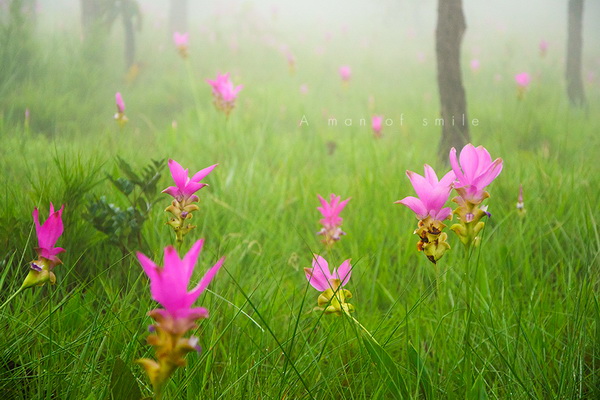 ทุ่งดอกกระเจียว อุทยานแห่งชาติป่าหินงาม ทุ่งดอกกระเจียว อุทยานแห่งชาติป่าหินงาม