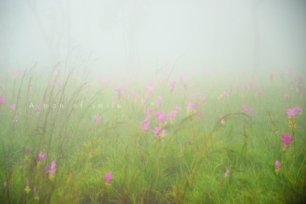 ทุ่งดอกกระเจียว อุทยานแห่งชาติป่าหินงาม ทุ่งดอกกระเจียว อุทยานแห่งชาติป่าหินงาม