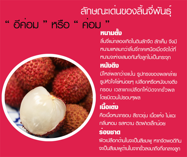 เทศกาลลิ้นจี่ของดีสมุทรสงคราม เทศกาลลิ้นจี่ของดีสมุทรสงคราม