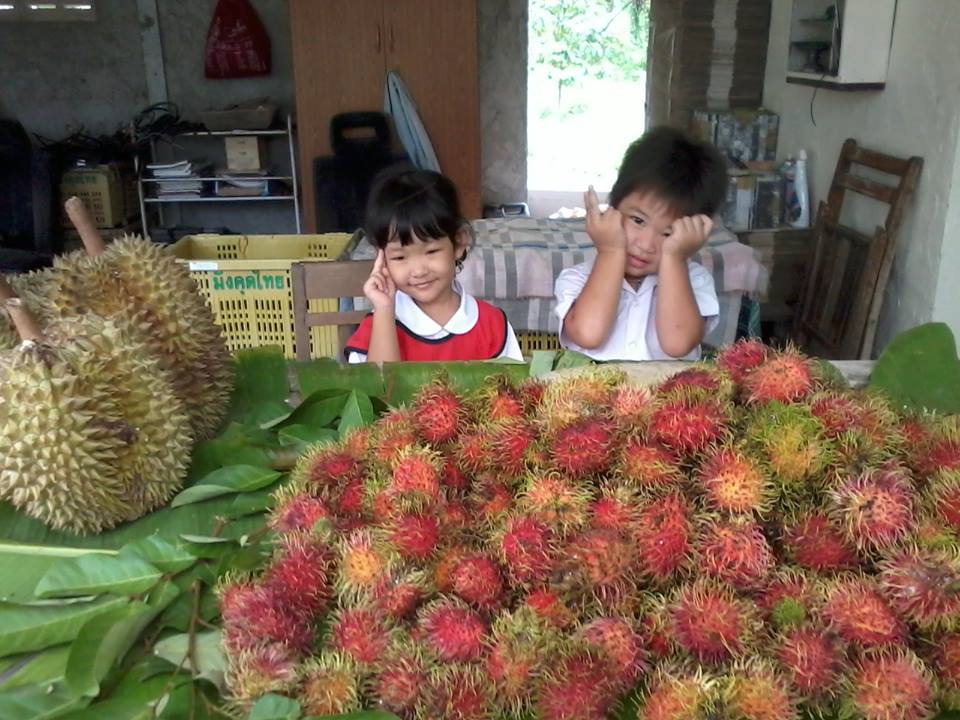 rayong fruit farm rayong fruit farm