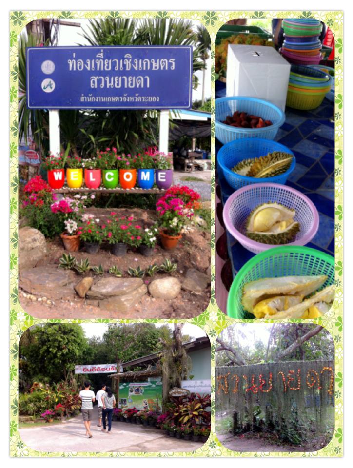 rayong fruit farm rayong fruit farm