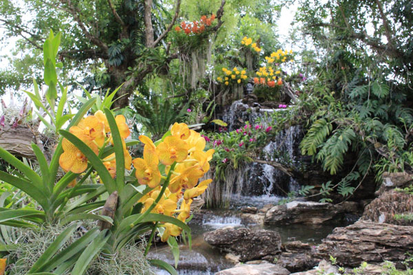 มหกรรมกล้วยไม้ มหกรรมกล้วยไม้