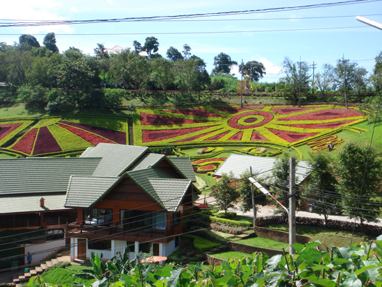 ที่พักดอยแม่สลอง ที่พักดอยแม่สลอง