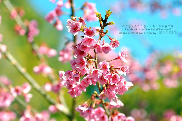ดอยอ่างขาง ดอยอ่างขาง