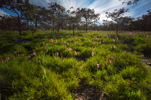 ภาพ Landscape ภาพ Landscape