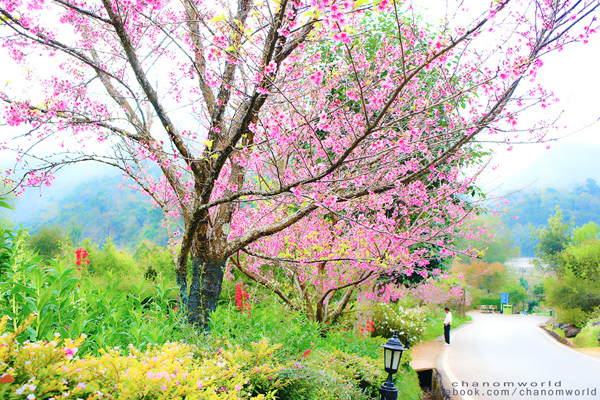 ท่องเที่ยวหน้าหนาว ท่องเที่ยวหน้าหนาว