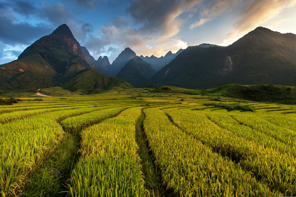 Rice terraces Vietnam Rice terraces Vietnam