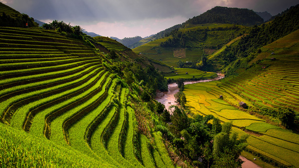 Rice terraces Vietnam Rice terraces Vietnam