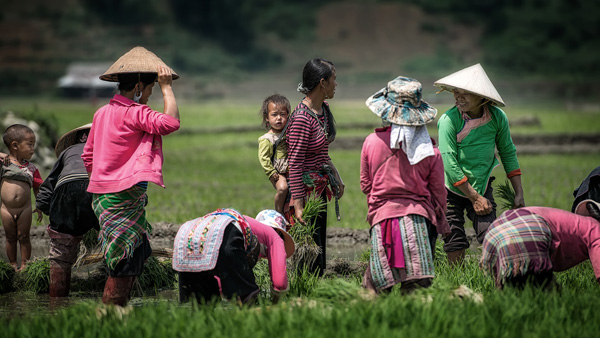 Rice terraces Vietnam Rice terraces Vietnam