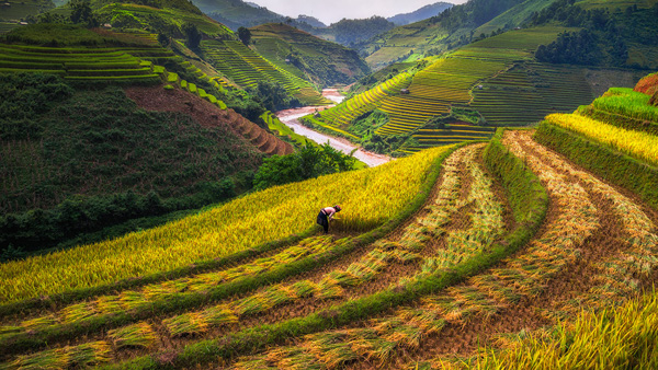 Rice terraces Vietnam Rice terraces Vietnam