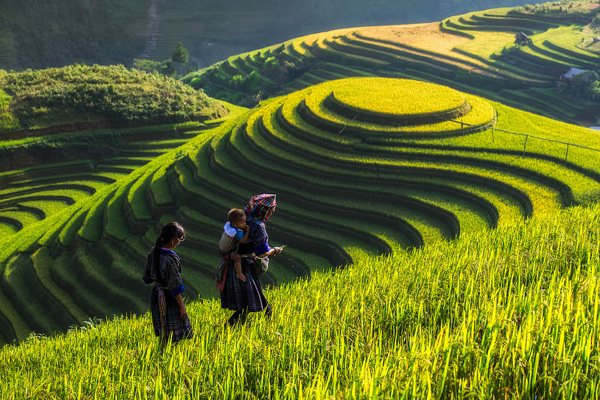 Rice terraces Vietnam Rice terraces Vietnam