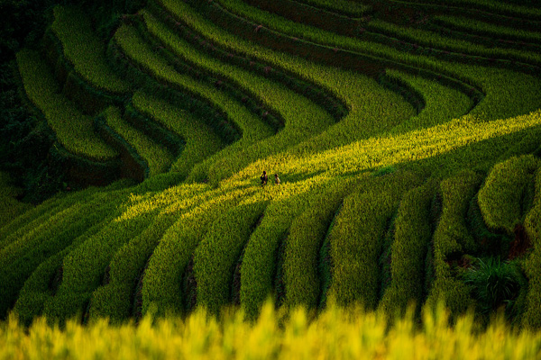 Rice terraces Vietnam Rice terraces Vietnam