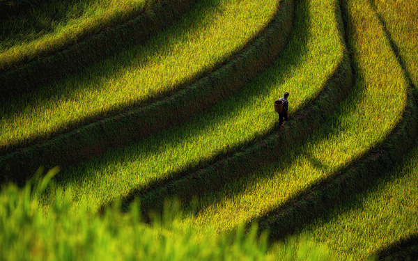 Rice terraces Vietnam Rice terraces Vietnam