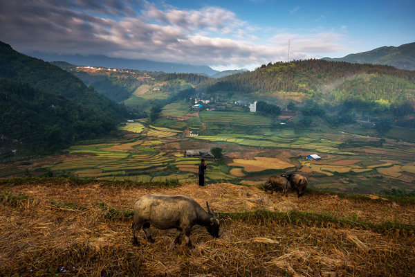 Rice terraces Vietnam Rice terraces Vietnam