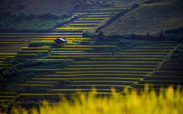 Rice terraces Vietnam Rice terraces Vietnam