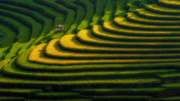 Rice terraces Vietnam Rice terraces Vietnam