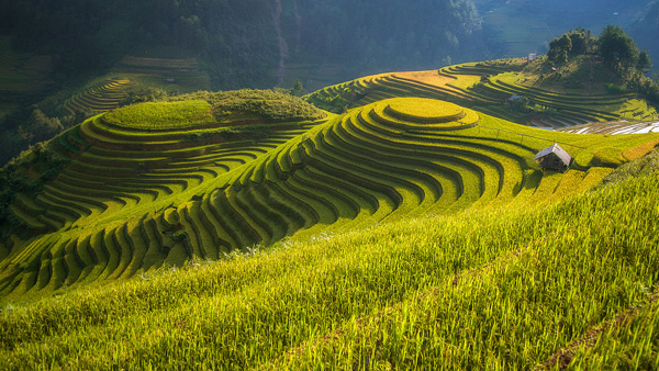 Rice terraces Vietnam Rice terraces Vietnam