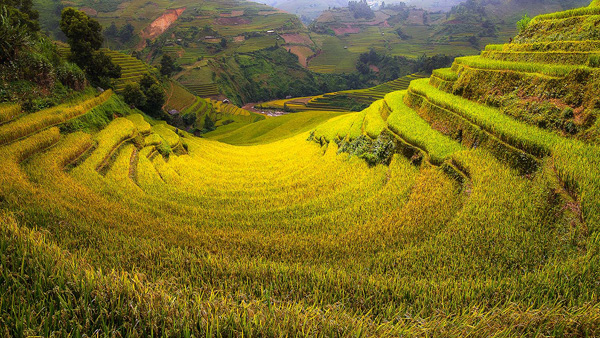 Rice terraces Vietnam Rice terraces Vietnam