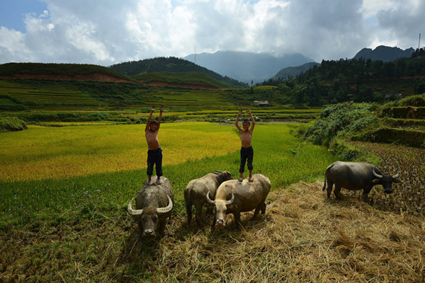 Rice terraces Vietnam Rice terraces Vietnam