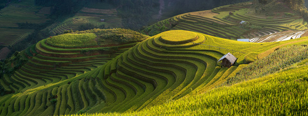 Rice terraces Vietnam Rice terraces Vietnam