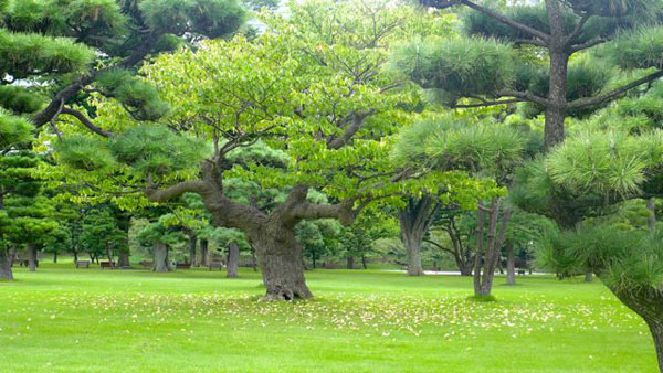 japan-tokyo japan-tokyo