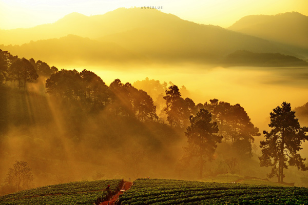 sea of mist sea of mist