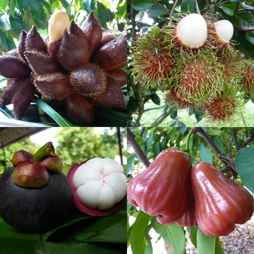 rayong fruit farm rayong fruit farm