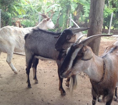 Small Farm Chiang Mai Small Farm Chiang Mai