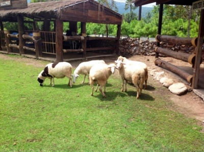 Small Farm Chiang Mai Small Farm Chiang Mai