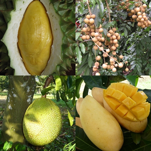rayong fruit farm rayong fruit farm