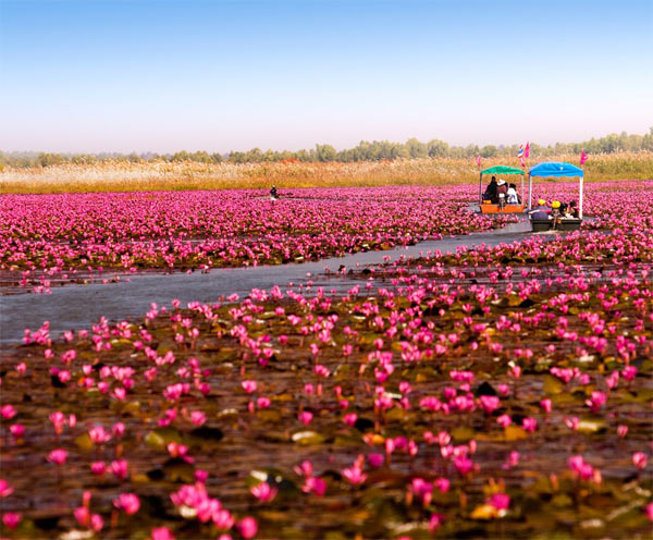 ดอกบัวแดง หนองหาน ดอกบัวแดง หนองหาน