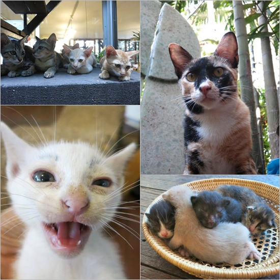 5 คาเฟ่แมว 5 คาเฟ่แมว