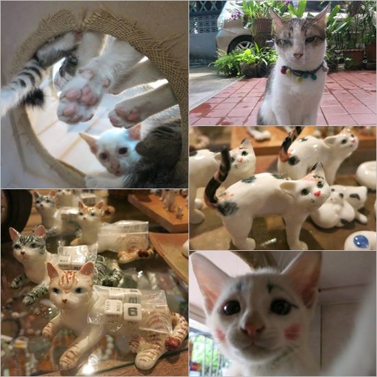 5 คาเฟ่แมว 5 คาเฟ่แมว