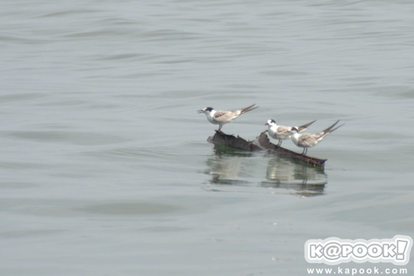 วาฬบรูด้า จ.เพชรบุรี วาฬบรูด้า จ.เพชรบุรี
