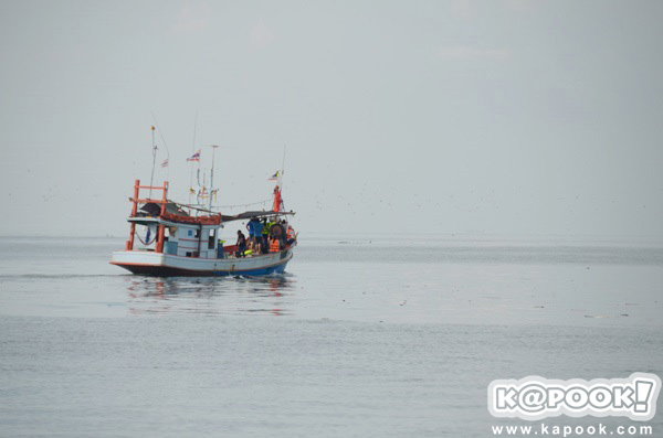 วาฬบรูด้า จ.เพชรบุรี วาฬบรูด้า จ.เพชรบุรี