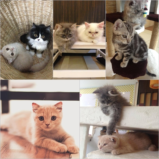 5 คาเฟ่แมว 5 คาเฟ่แมว