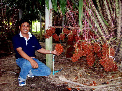rayong fruit farm rayong fruit farm
